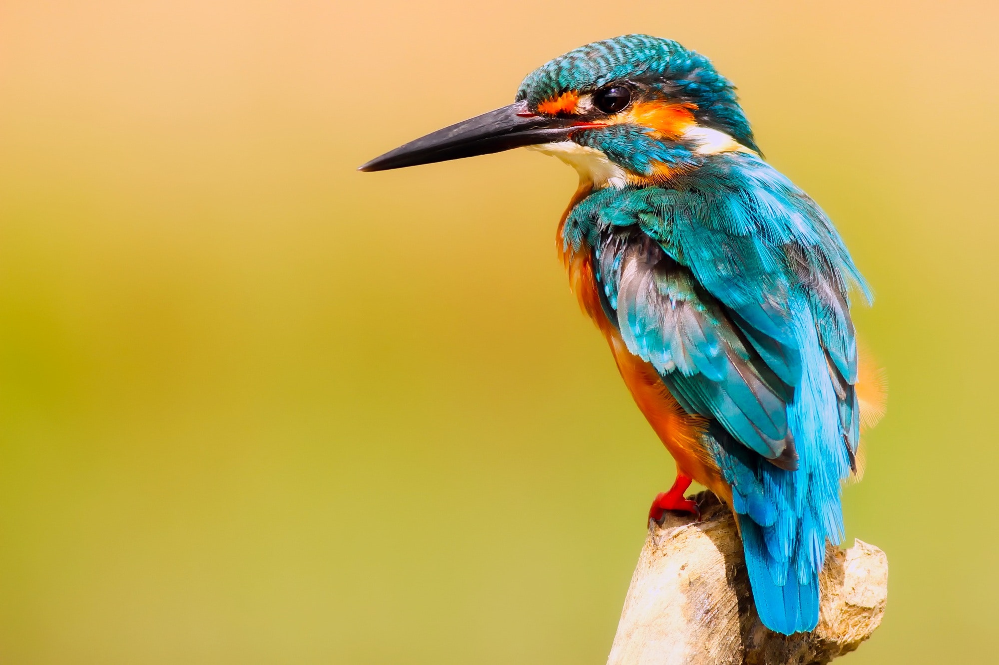 A photo of a majestic blue kingfisher standing on a small wooden stump, facing the left.