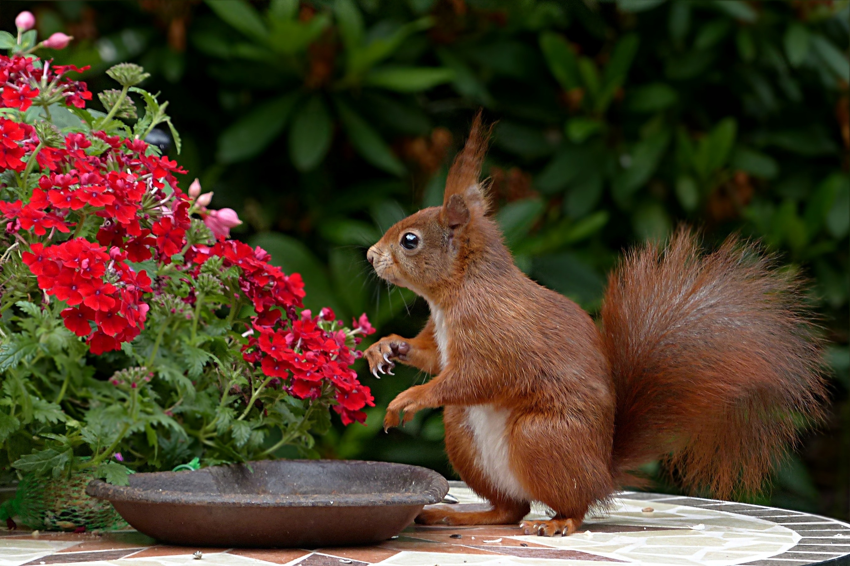 A photo of a squirrel stood at a bowl outside, with crazy hair matching how Jodie looks in the morning.