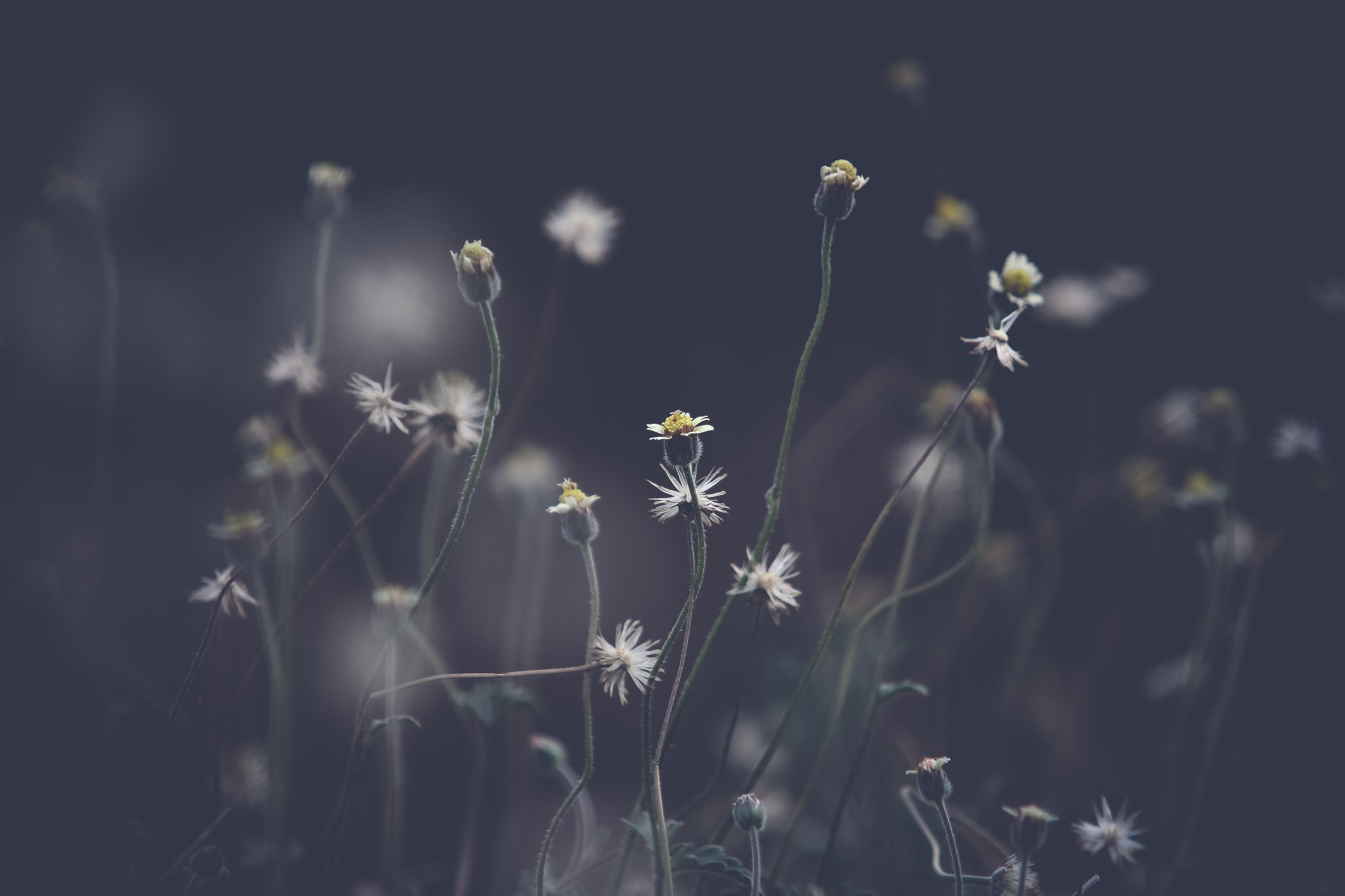 A photo of white flowers against a shadowy blue background.